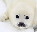 ЭКОЛОГИЧЕСКИЙ АПОКАЛИПСИС НА КАСПИИ. Отчего гибнут каспийские тюлени?