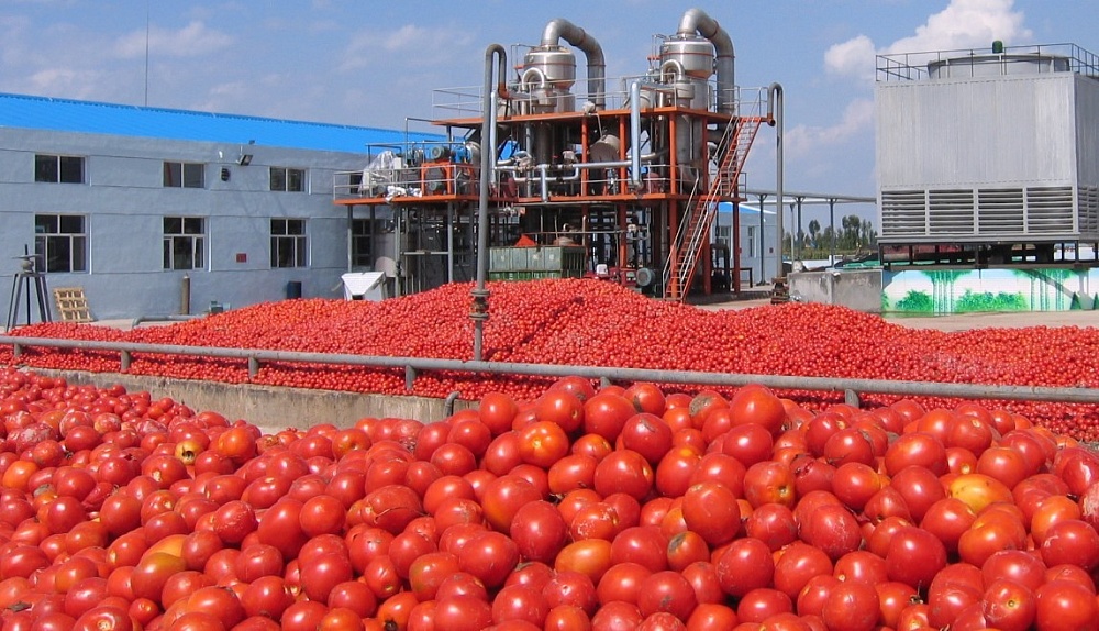Завод томатной пасты расширяет свои мощности