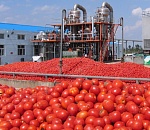 Завод томатной пасты расширяет свои мощности
