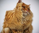 В среду в Астрахань придут похолодание и сильный ветер