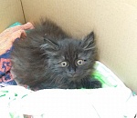 Котенок, едва не утонувший в Лебедином озере, обрел дом