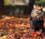 Первый день осени в Астрахани будет теплым и солнечным