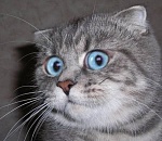 В Астраханской области из-за кошки произошла массовая драка