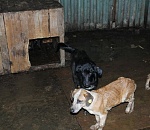 Депутат Госдумы рассказал про "зоофашизм" на Рождественского в Астрахани и опубликовал неприятное видео 