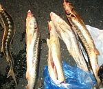 Астраханские полицейские изъяли 16 килограмм осетрины у водителя-браконьера