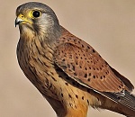 В Астраханской области спасли от гибели хищного птенчика