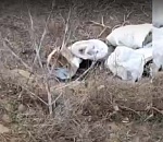 Стало известно, откуда взялись собаки в мешках на берегу под Астраханью