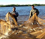 Браконьеры в законе. Убыточные предприятия не получат квоту