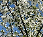 Весна принесла двойную волну аллергии