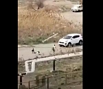 В Астрахани на школьницу напала стая собак: видео