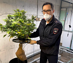 На юге Астраханской области полиция нашла домашнюю наркоплантацию