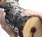 Астраханец, забивший бревном пастуха, не уследившего за скотом, пойдет под суд