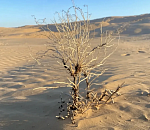 Бороться с астраханскими пустынями фермерам поможет кустарник с мощной корневой системой 