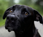 Собачий долгострой: время начала строительства астраханского приюта для животных по-прежнему неизвестно