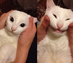 Ты по что животину тиранишь? Олег Шеин предложил жёстче наказывать живодёров