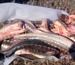 За каждого незаконно приобретенного осетра два астраханца получили почти по году колонии