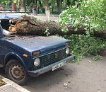В центре Астрахани дерево упало на припаркованные автомобили