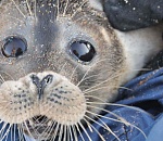 В Астраханской области самолет-амфибия и беспилотники ищут тюленей