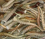 Астраханец получил по рогам... сайгачьим