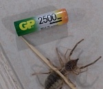 Кот избавил хозяев от страшного паука