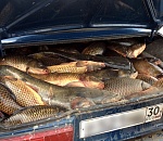 Полиция изъяла на астраханской трассе более тонны рыбы без документов