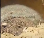 На астраханском ерике массово гибнет рыбная молодь