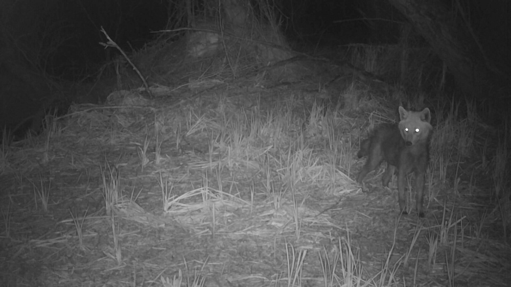 В Астраханском заповеднике в объектив фотоловушки попали двуногие звери