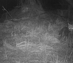 В Астраханском заповеднике в объектив фотоловушки попали двуногие звери