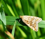 В Астраханской области ожидается нашествие опасного и всеядного вредителя
