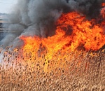 За 2024 год ландшафтные пожары в Астраханской области сожгли территорию Харабалей и Знаменска