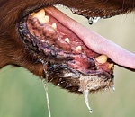 Астраханцев просят не разводить во дворах Шариков и Пушков