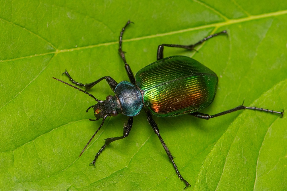 Записки астраханского натуралиста. Один из самых красивых жуков – пахучий красотел