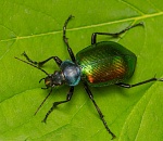 Записки астраханского натуралиста. Один из самых красивых жуков – пахучий красотел