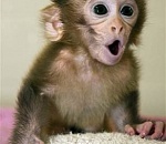  В Астрахани обезьяна покусала двух посетительниц выставки