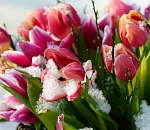 Как будет работать астраханский ЗАГС в февральские и майские праздники