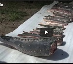 На окраине Астрахани организовали небольшой подпольный цех с красной рыбой