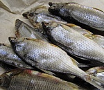 Астраханцы заражаются паразитами, найденными в вобле