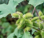 Записки астраханского натуралиста. Ядовитое растение из Америки наносит вред Астраханской экономике