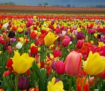 Девушки! "ПУНКТ-А" поздравляет вас с Международным женским днем!