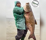 В астраханских реках завелись рыбы-монстры