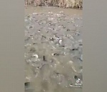 Река под Астраханью кишит рыбой: видео
