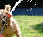 В субботу гостит астраханское лето - с одуряющей жарой и дождевым минимумом