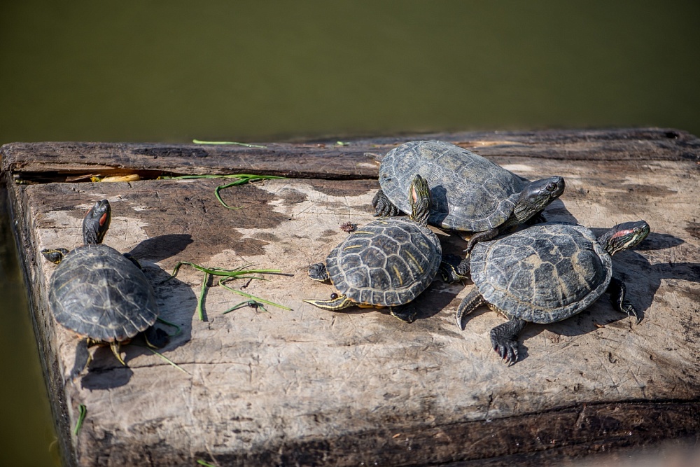 Записки астраханского натуралиста. Красноухая черепаха - новая угроза природе