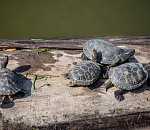 Записки астраханского натуралиста. Красноухая черепаха - новая угроза природе