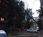 В Астрахани продолжают падать деревья