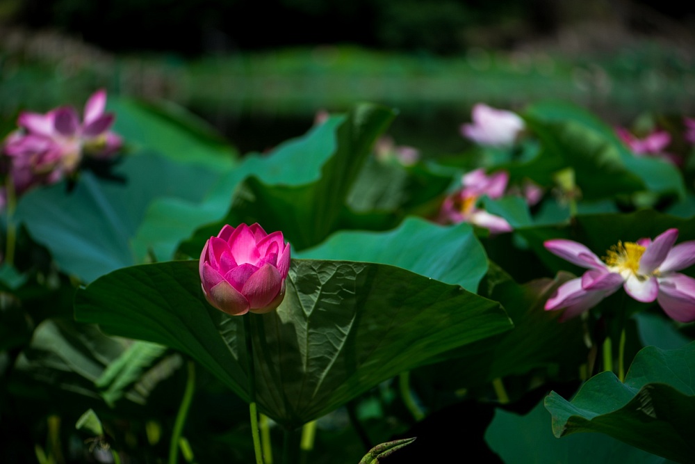  Записки астраханского натуралиста. Июль. Начало сезона лотосов