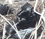 На севере Астраханской области спасли от гибели собаку, угодившую в яму с мазутом 