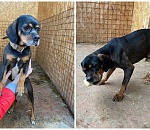 Из астраханского муниципального приюта в семью забрали пса с подозрением на эпилепсию