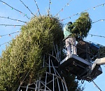 Главную трусовскую елку начали устанавливать в Астрахани