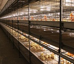 Астраханская область повторно выставила на аукцион акции "Астраханского продукта"